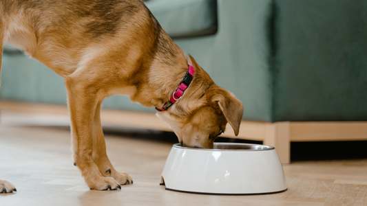 Are Flax Seeds Safe for Dogs? Here’s What Experts Say