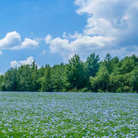 Field of blue flax flowers with a forest in the background under a blue sky with clouds.